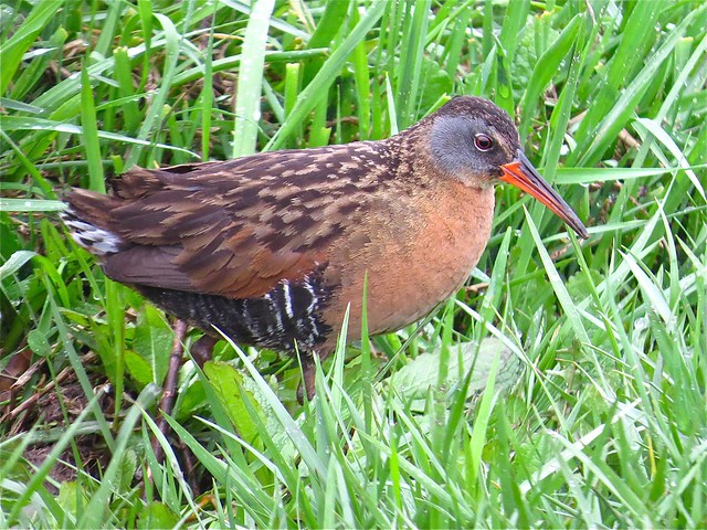 Virginia Rail at Evergreen Lake in McLean County, IL