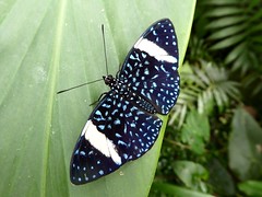 Hamadryas laodamia - Queen Cracker Butterfly