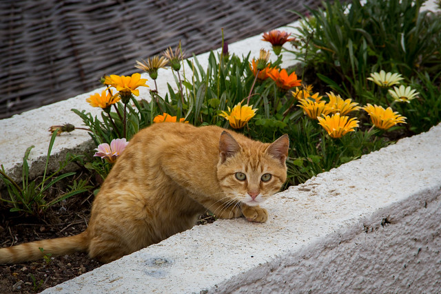 Flowerbed Cat - Bodrum, Turkey