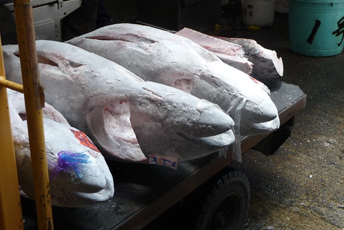 Frozen Tuna Tsukiji Fish Market
