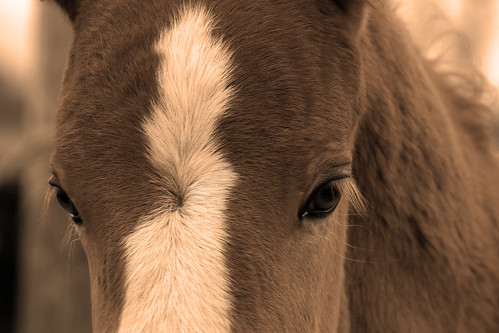 Foal of Thoughts