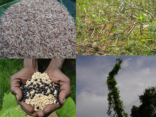 Potential Medicinal Rice Formulations for Diabetes and Cancer Complications and Revitalization of Pancreas (TH Group-131 special) from Pankaj Oudhia’s Medicinal Plant Database by Pankaj Oudhia