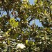 In the neighborhood…Magnolia grandiflora - 09