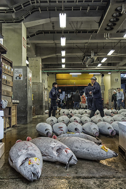 Tsukiji Tuna