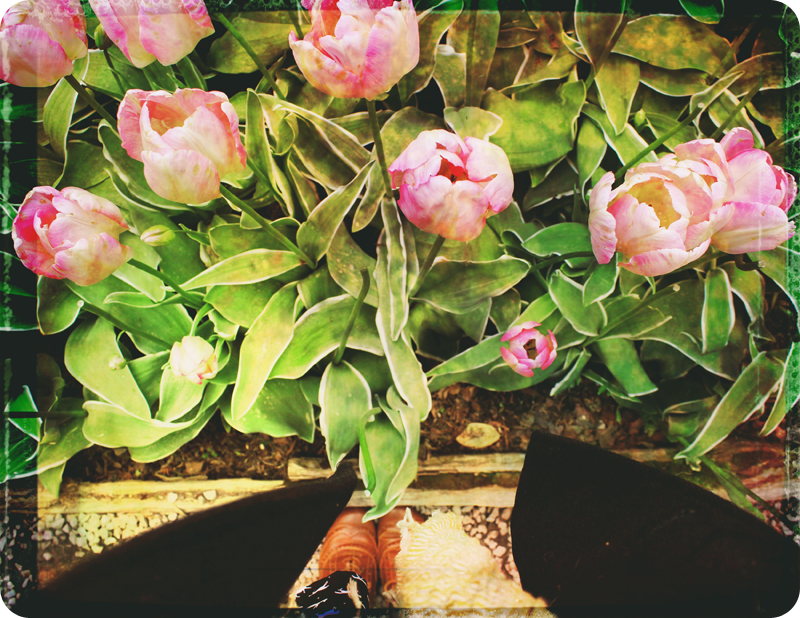 {layout} tulips! | photo background