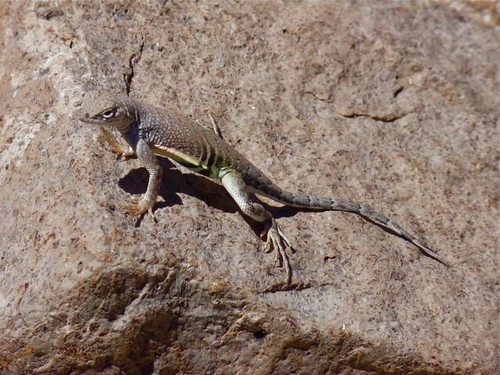 Greater Earless Lizard - New Mexico