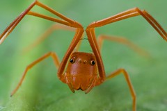Arachnids (Tanzania)