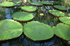 Conservatory - Brooklyn Botanic Garden New York