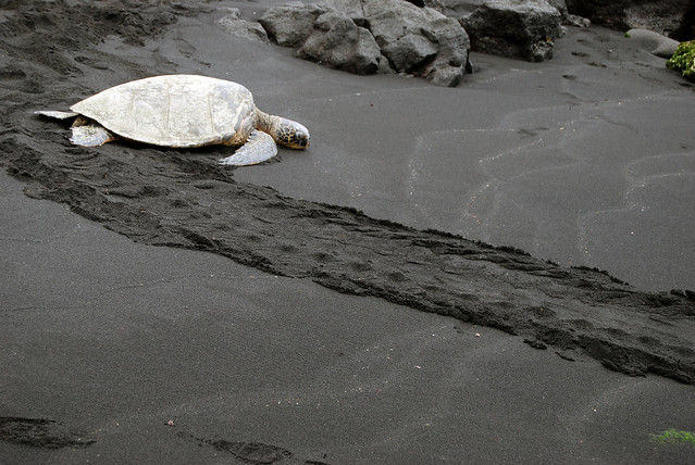 Sea Turtle on Punalu‘u Beach