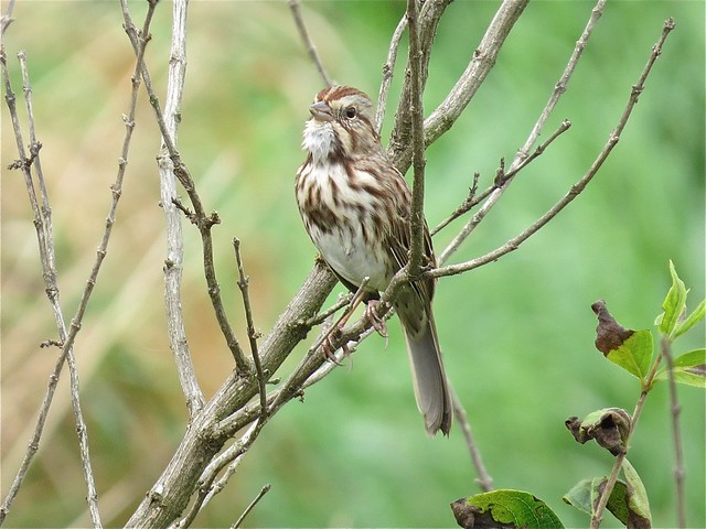 Song Sparrow at the Kenneth L. Schroeder Wildlife Sanctuary in McLean County, IL 01