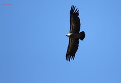 Avvoltoio Grifone (Gyps fulvus)
