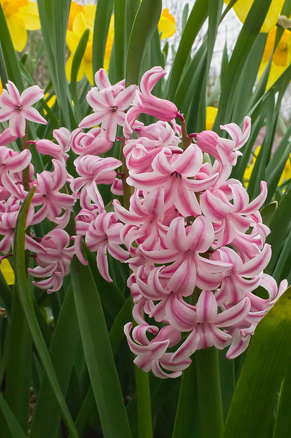 Missouri Botanical Garden (Shaw's Garden), in Saint Louis, Missouri, USA - pink hyacinth