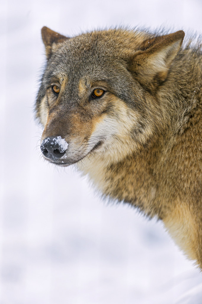 Wolf with snow on the nose