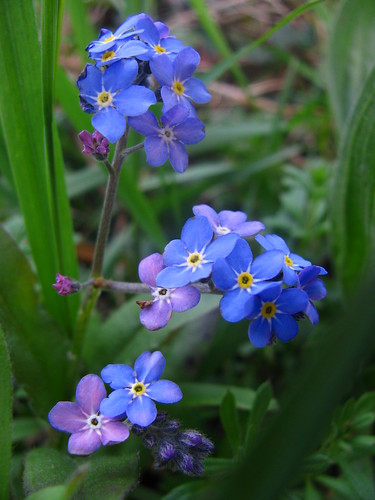 Colours of Forget-me-Nots