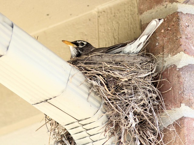 American Robin on nest 20130505