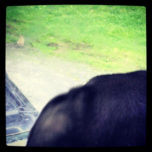 Tut spying a bunny in the yard #coonhoundmix #dogstagram #rabbit