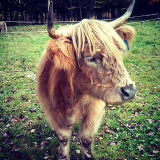 Just another Sunday, making new friends... #highlandcattle #newhampshire #farmanimals #love