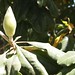 In the neighborhood…Magnolia grandiflora - 18
