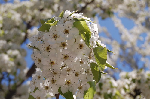 Closeup of flowering tree