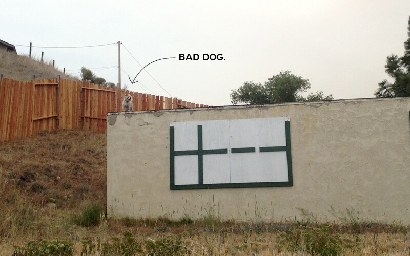 fence-dogs4bad