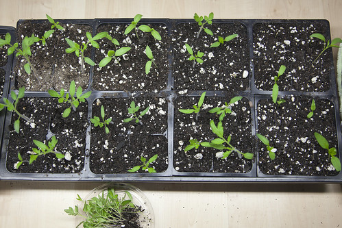 Thin Seedlings