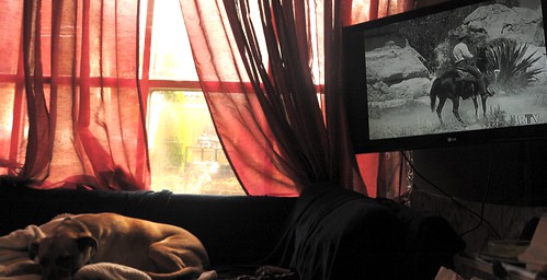 Rosie snoozing near the window, under an old western on the TV, Seattle, Washington, USA by Wonderlane