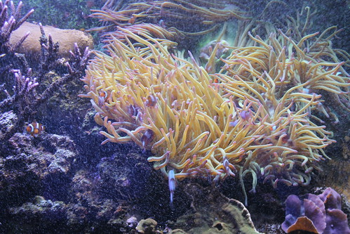 sea anemone, the home of many clown fish