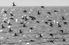 Wader Flocks Sand Bay