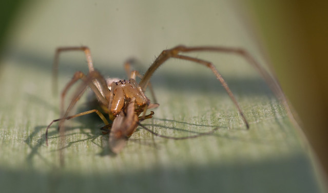 Stretch spider tetragantha extensa 3
