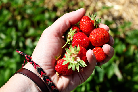 strawberries6-0612