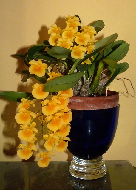 Dendrobium aggregatum species orchid, my first bloom 4-12*