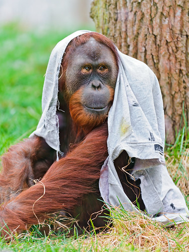 無料写真素材|動物|猿・サル|オランウータン