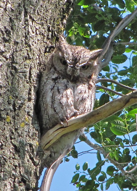 Eastern Screech-owl at Salem Ranch in Flanagan, IL 43