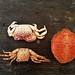 The crab family
