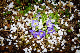 Wildflowers and Hail