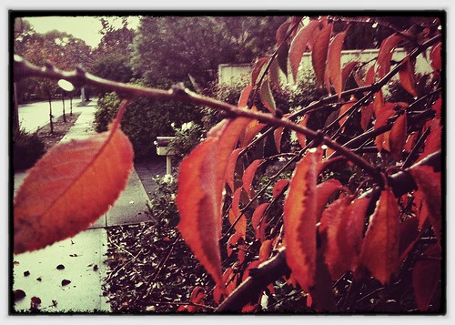 Last gasp of autumn. Day 156/366.