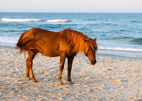 Pony at Assateague Island