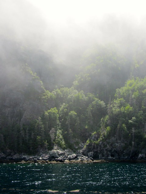 Misty Trees and Shoreline on Bonne Bay