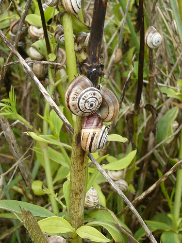 Lost Gardens of Heligan snails