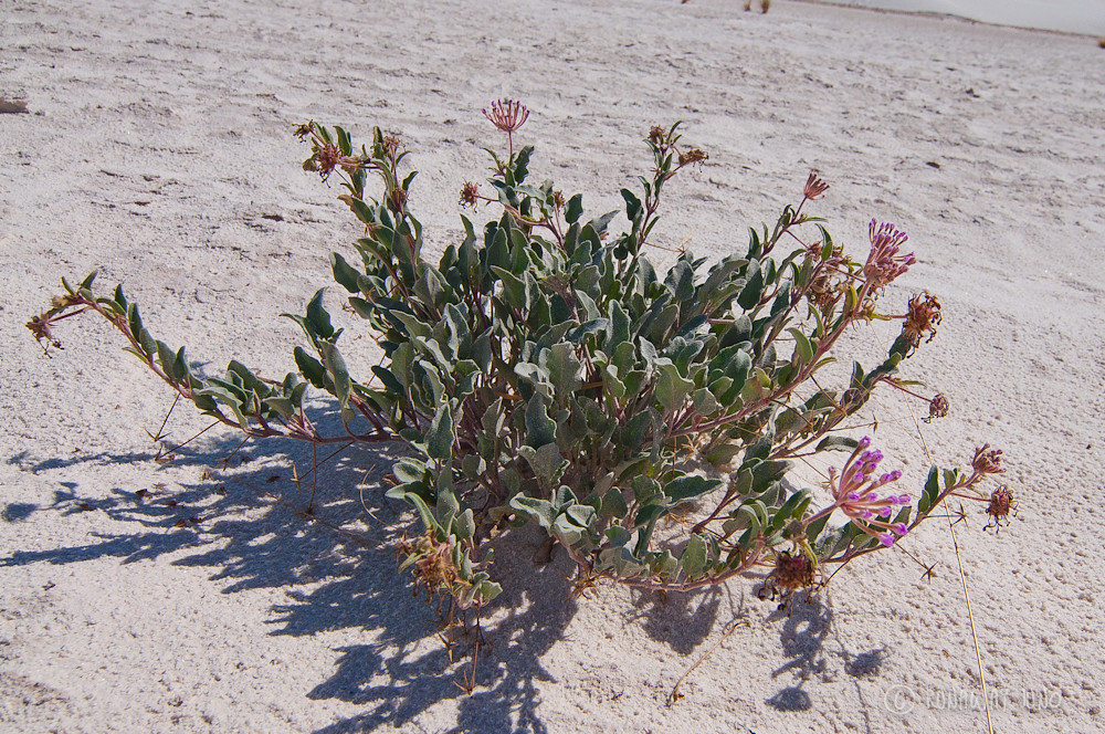 Flower bunch on the while sand dunes
