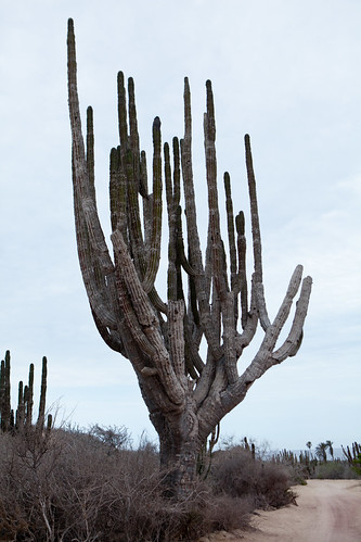 Cardón cactus