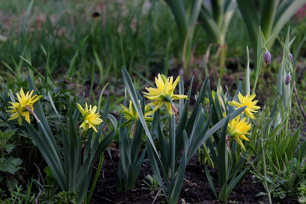 Narcissus minor var. pumilus 'Rip Van Winkle' — Нарцисс миниатюрный 'Рип ван Винкль'