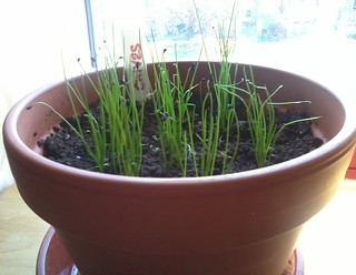 04-27-2012 Chives