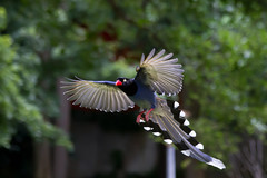 藍鵲 Taiwan Blue Magpie