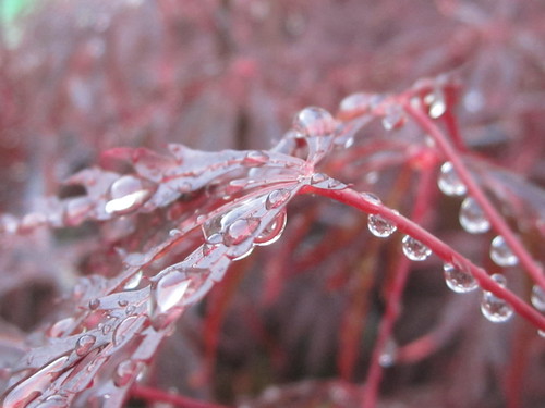 Japanese Maple with Raindrops