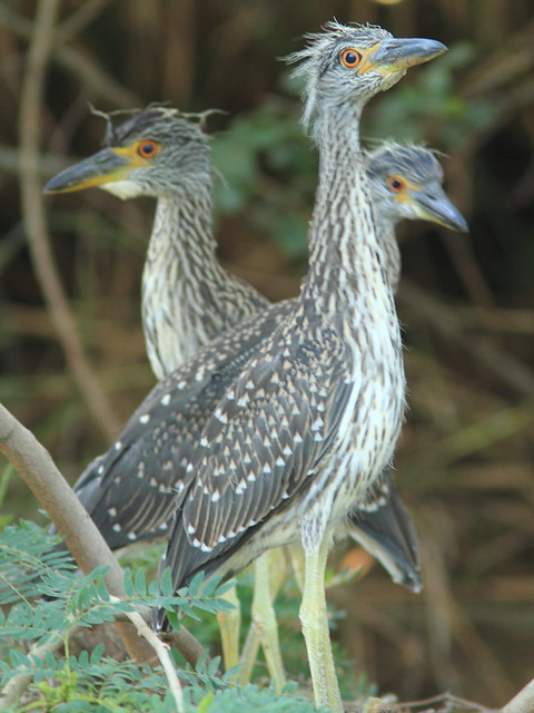 Yellow-crowned Night-Heron fledglings Nest 10 non-HT 20120610