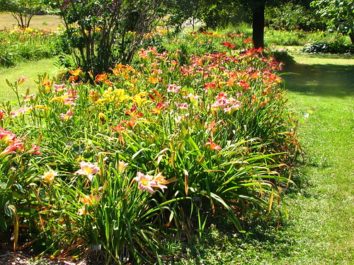 daylily bed