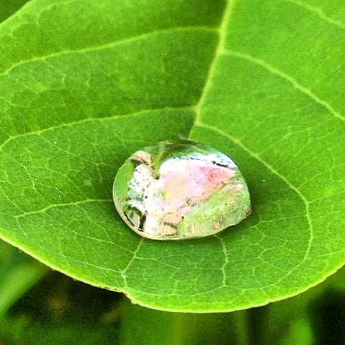 a drop on a leaf by thomaswanhoff