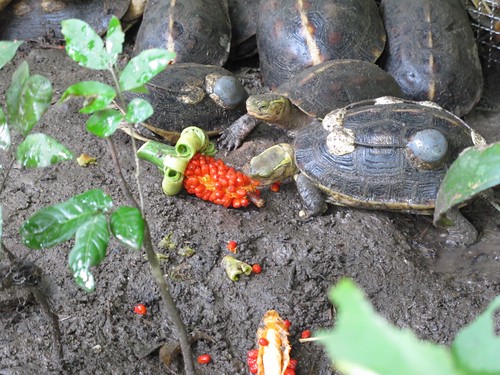 食蛇龜正在吃姑婆竽的種子（應是他們最愛的食物之一）。（拍攝：楊茵洳）