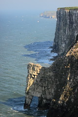 R.S.P.B bempton cliffs